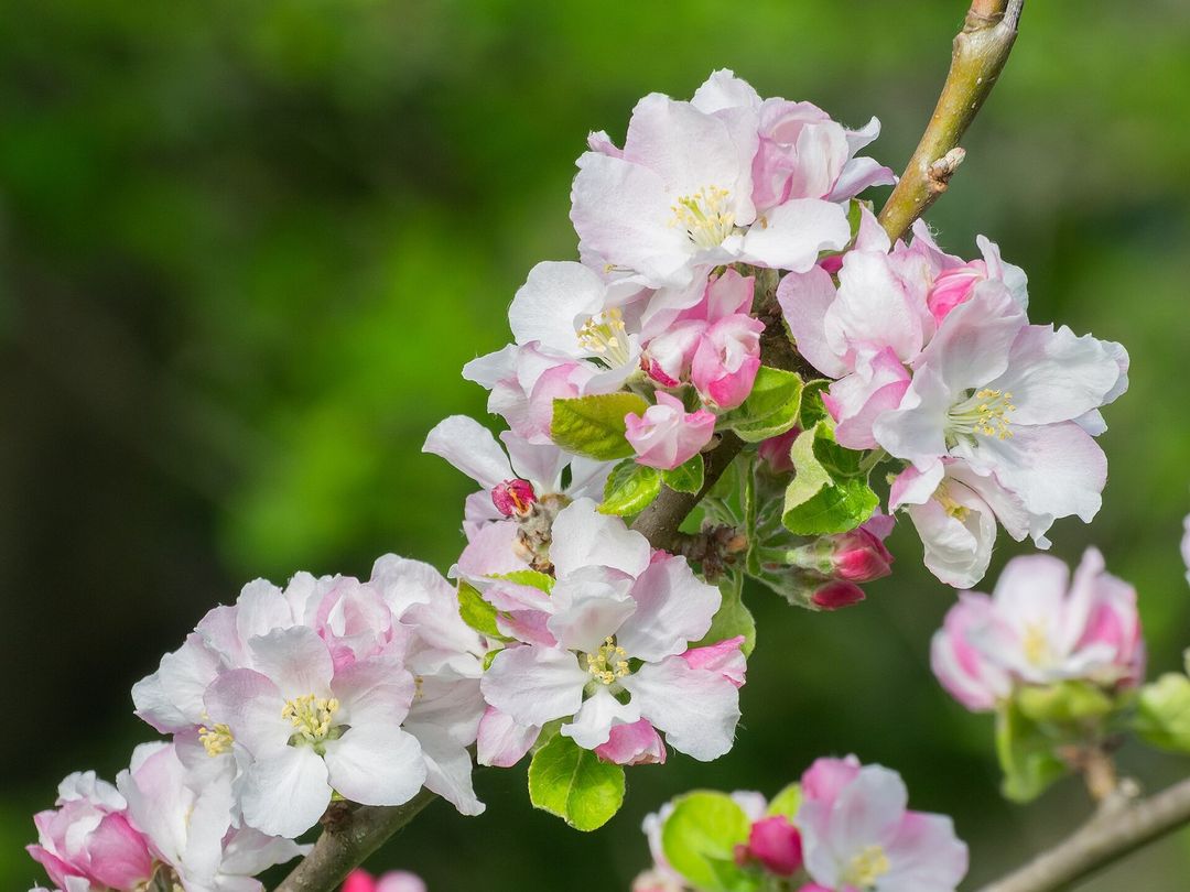 Wit-roze appelbloesem en roze knoppen aan een tak