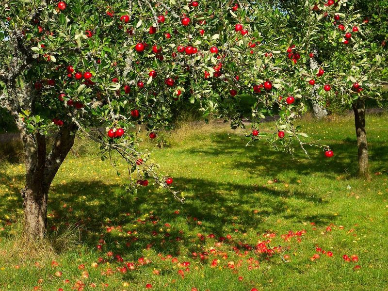 Appelboom vol rode appels in een grasveld, met afgevallen appels onder de kroon