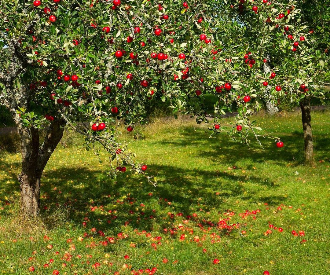 Appelboom vol rode appels in een grasveld, met afgevallen appels onder de kroon
