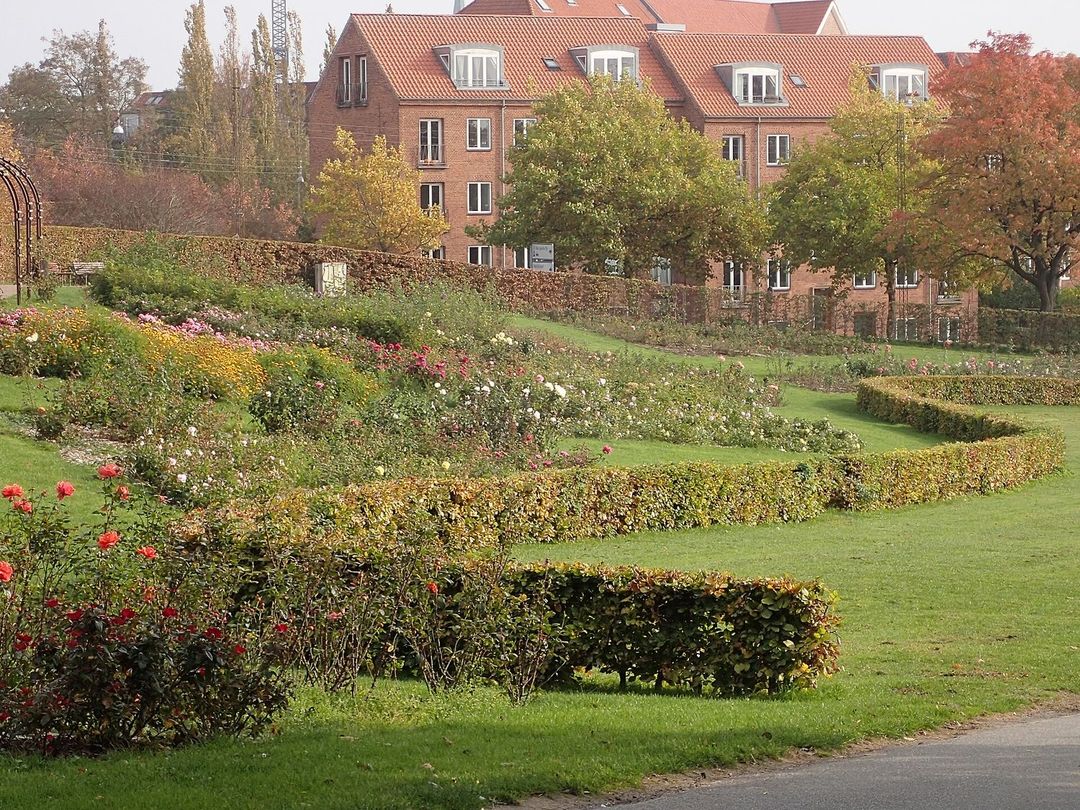 Lage, gebogen beukenhagen in herfstkleur in een rozentuin