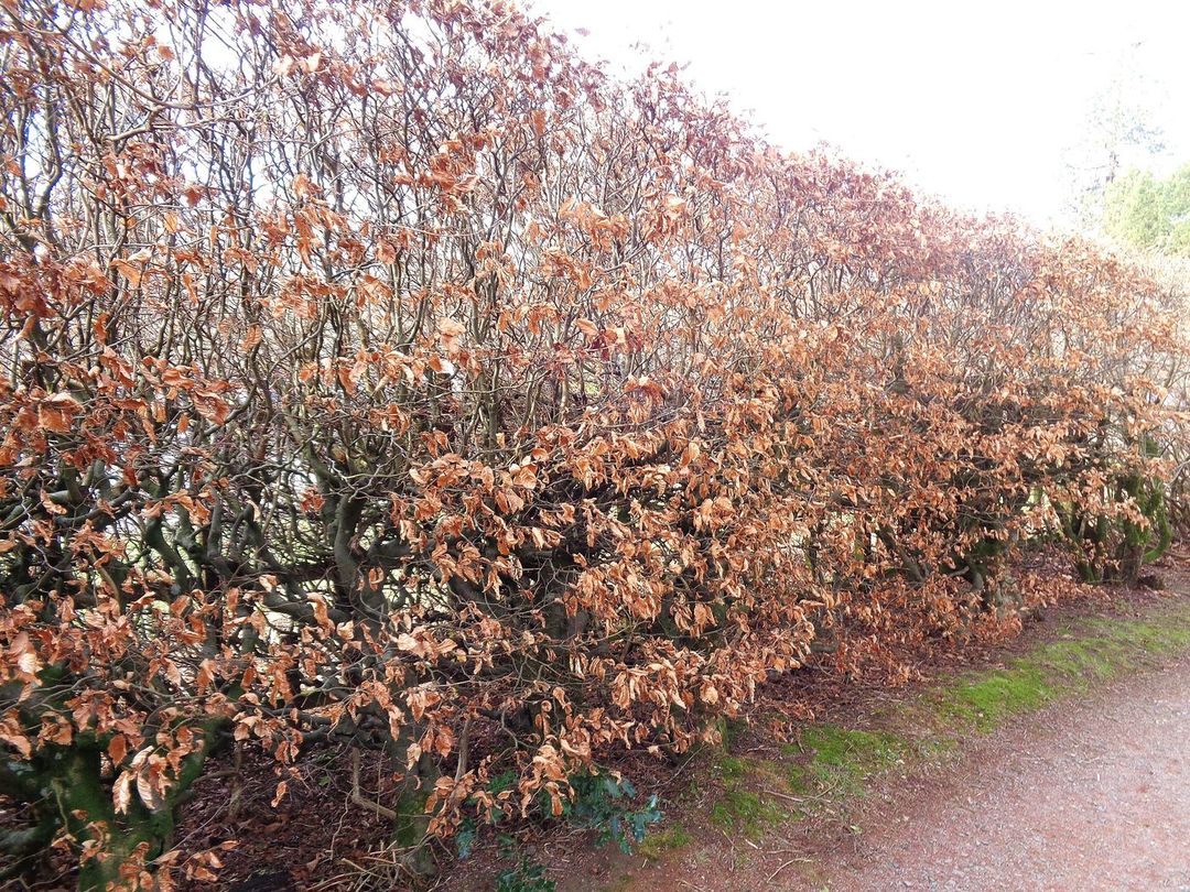 Beukenhaag in de winter, met bruin droog blad dat aan de takken blijft zitten