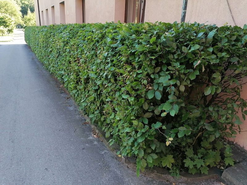 Geschoren beukenhaag met fris groen zomerblad langs een pad
