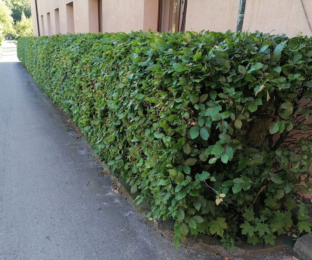 Geschoren beukenhaag met fris groen zomerblad langs een pad