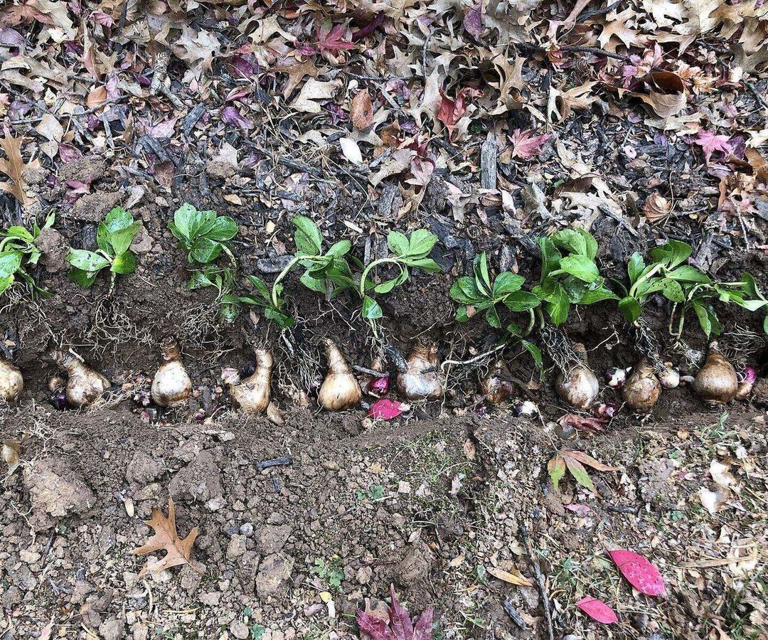 Bloembollen met de punt omhoog in een plantgeul tussen herfstbladeren
