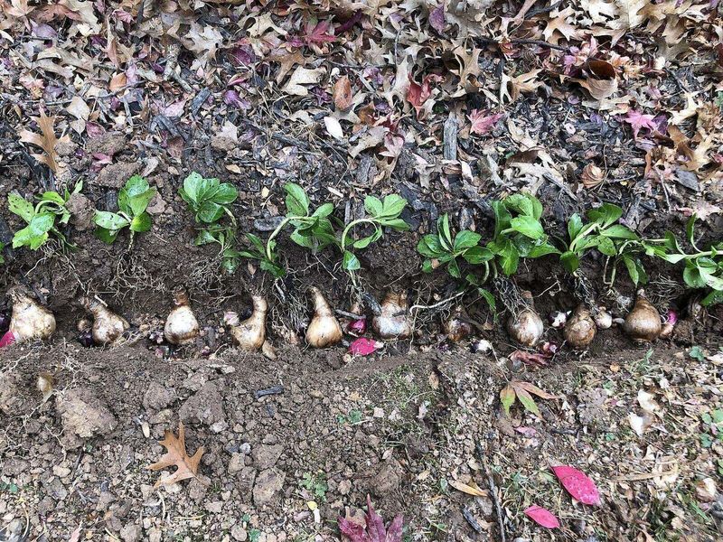 Bloembollen met de punt omhoog in een plantgeul tussen herfstbladeren