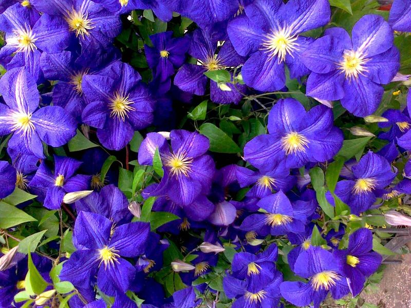 Clematis in volle bloei met veel paarsblauwe bloemen met een geel hart