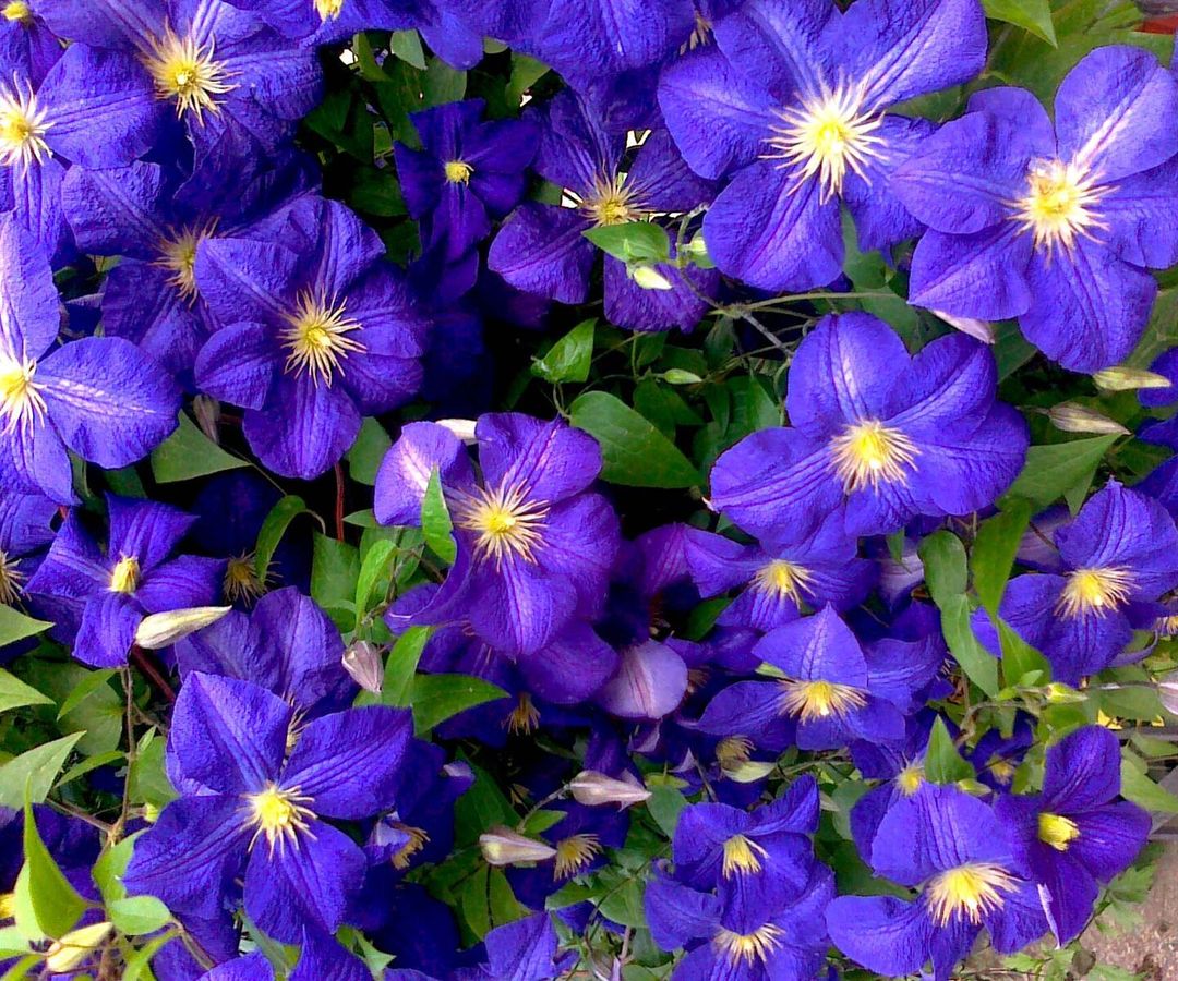Clematis in volle bloei met veel paarsblauwe bloemen met een geel hart