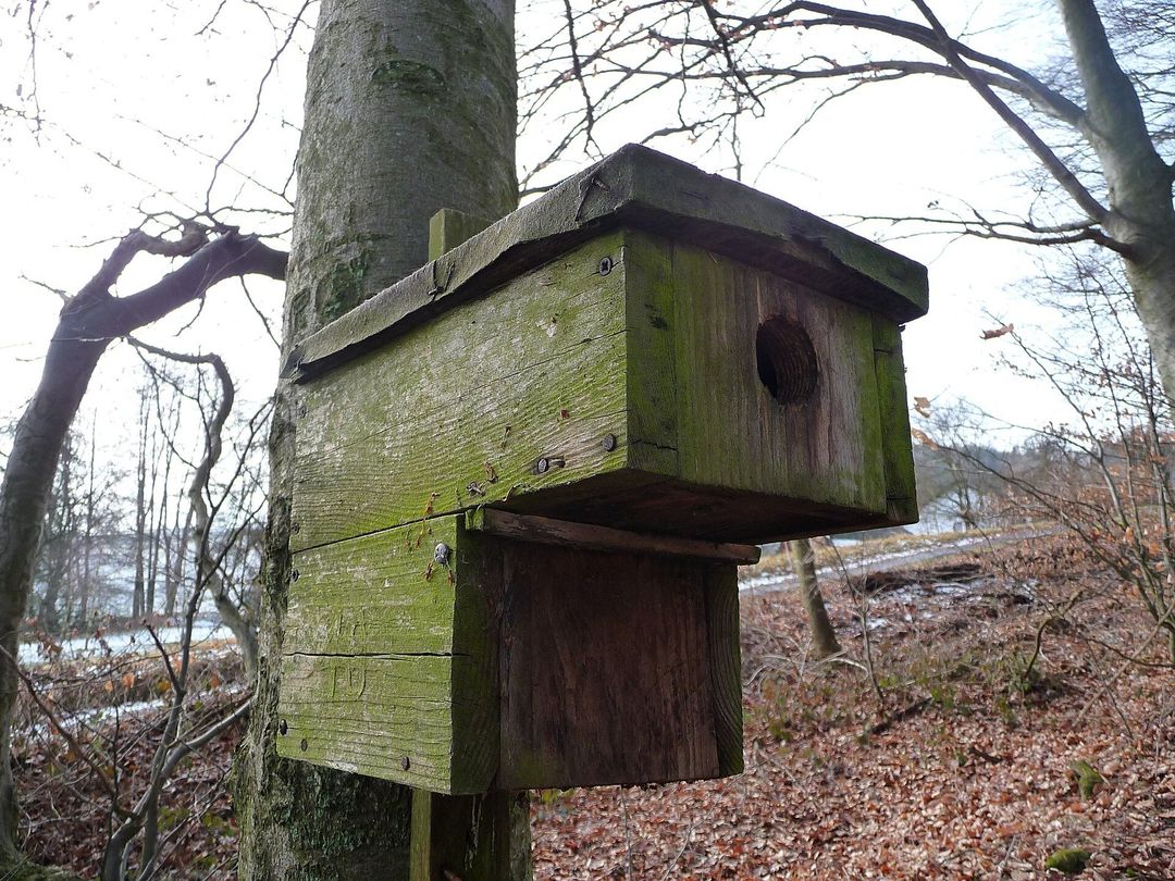 Houten nestkast met invliegopening aan een boomstam in een kaal winterbos