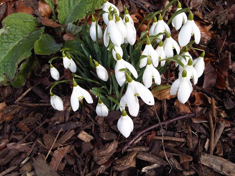 Bloeiende sneeuwklokjes tussen bruin blad en houtsnippers