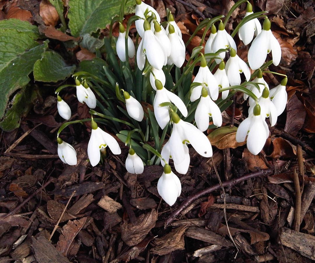 Bloeiende sneeuwklokjes tussen bruin blad en houtsnippers
