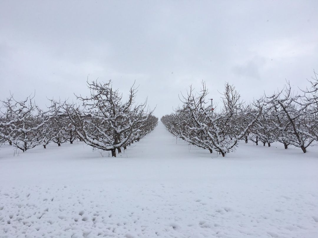 Rijen gesnoeide, kale appelbomen in een boomgaard onder de sneeuw