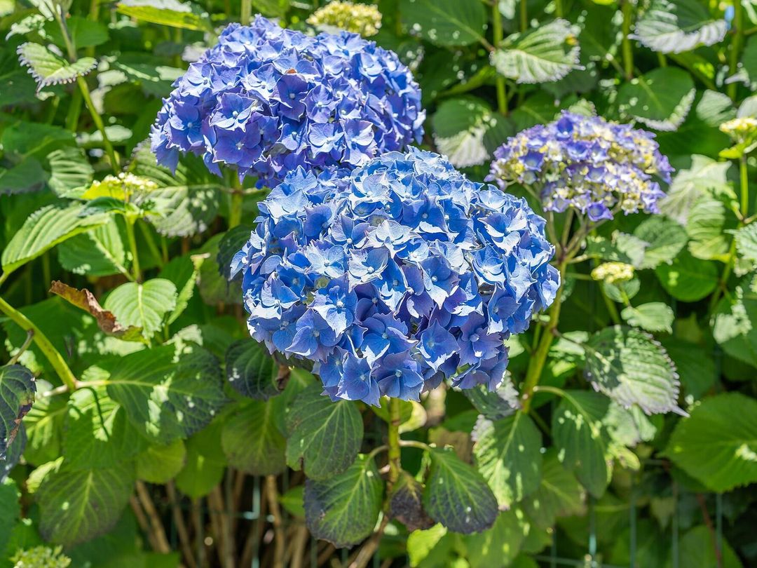 Blauwe bloemschermen van een boerenhortensia tussen het grote, getande blad