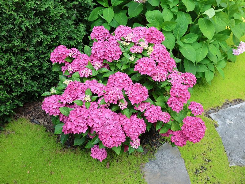 Boerenhortensia met roze bolvormige bloemtrossen in een border naast een stapstenenpad