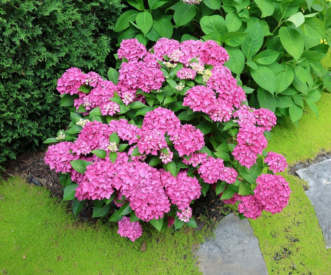 Boerenhortensia met roze bolvormige bloemtrossen in een border naast een stapstenenpad