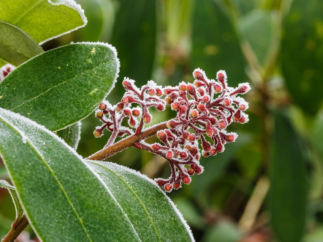 Rode bloemknoppen en blad van skimmia, bedekt met rijp
