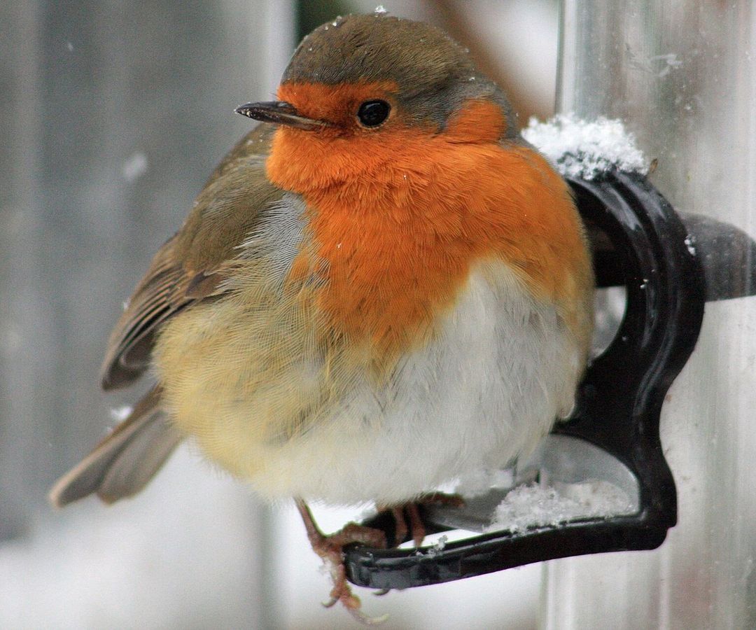 Roodborst met opgezette veren op het zitstokje van een voedersilo, met sneeuw
