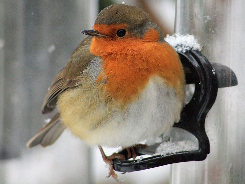Roodborst met opgezette veren op het zitstokje van een voedersilo, met sneeuw