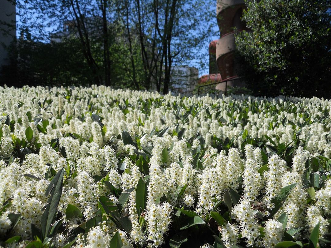Laurierkers in bloei met rechtopstaande witte bloemtrossen boven het blad