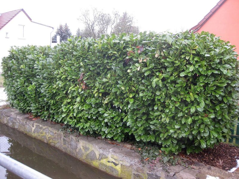 Geschoren laurierkershaag met glanzend groen blad op een lage muur