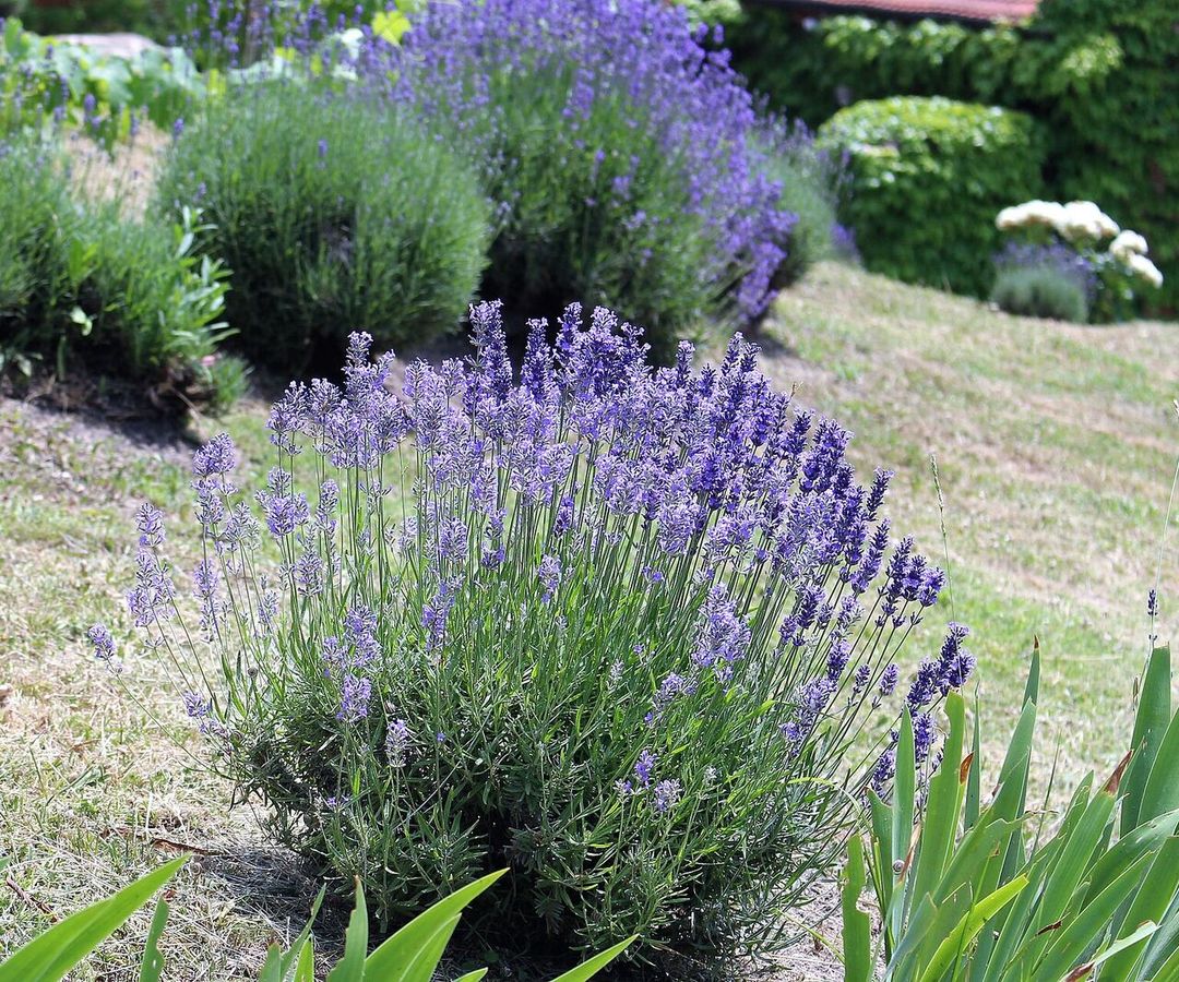 Bloeiende lavendelstruik met paarse aren op een zonnige helling, met meer lavendel op de achtergrond