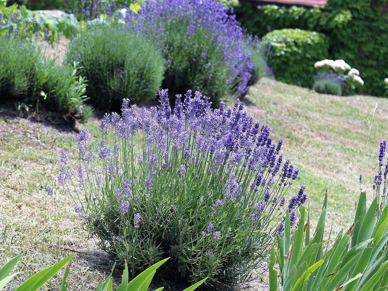 Bloeiende lavendelstruik met paarse aren op een zonnige helling, met meer lavendel op de achtergrond