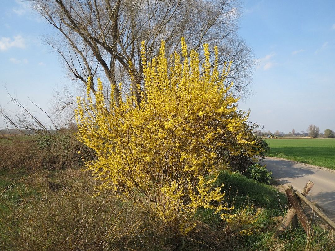 Forsythiastruik in volle gele bloei langs een landweg