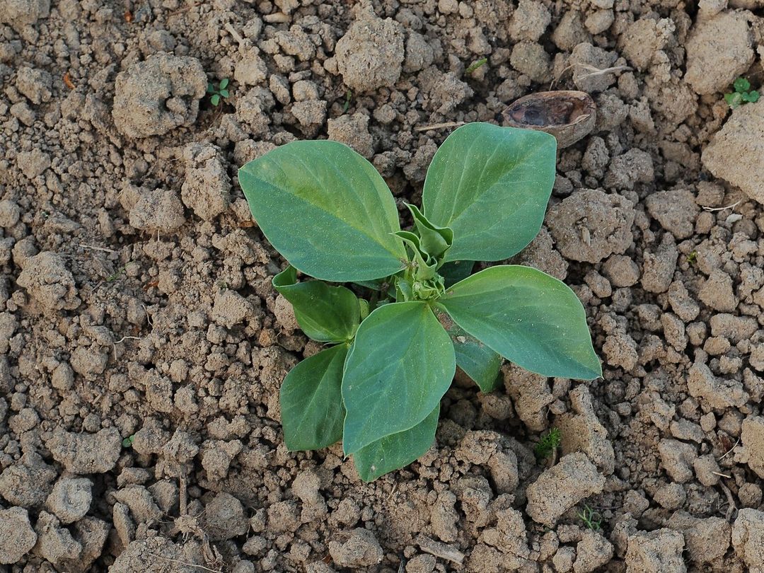 Jonge tuinboonplant met eerste blaadjes in kale, kruimelige grond