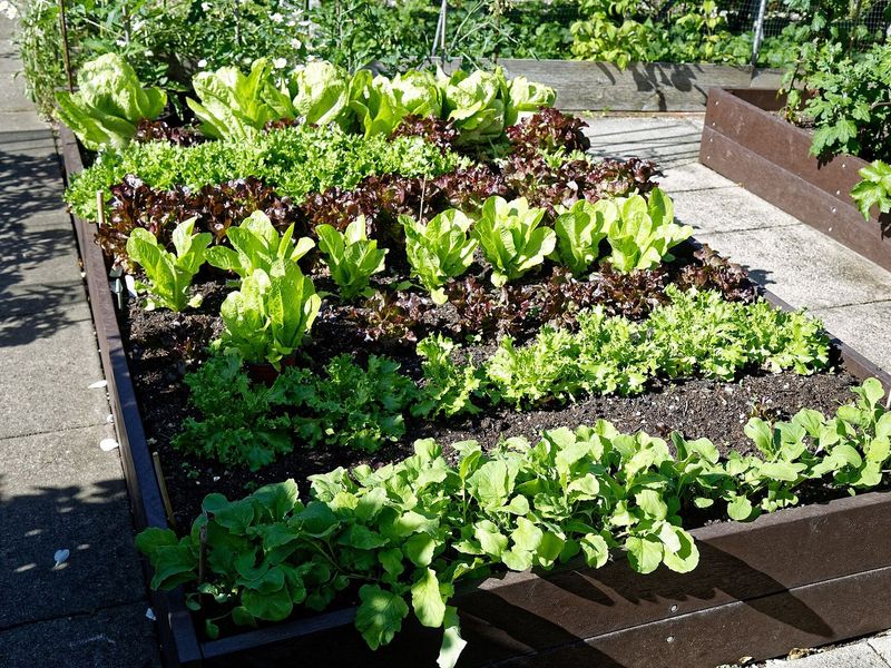 Verhoogde moestuinbak met rijen kropsla en pluksla in verschillende kleuren