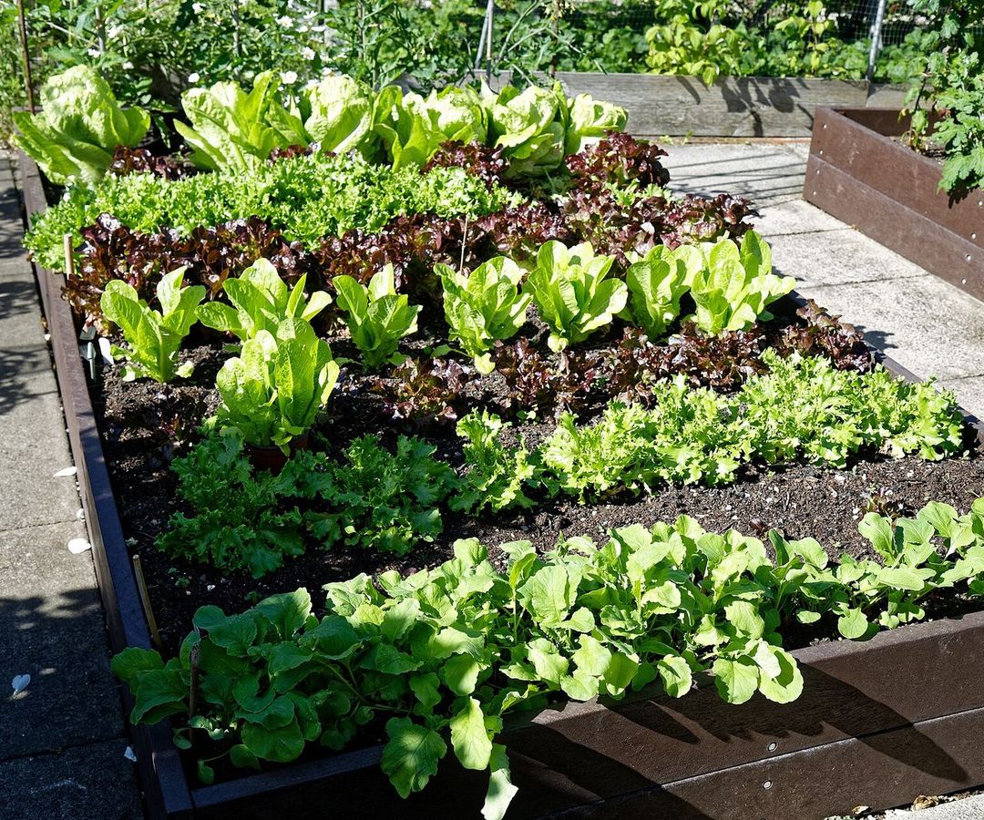 Verhoogde moestuinbak met rijen kropsla en pluksla in verschillende kleuren