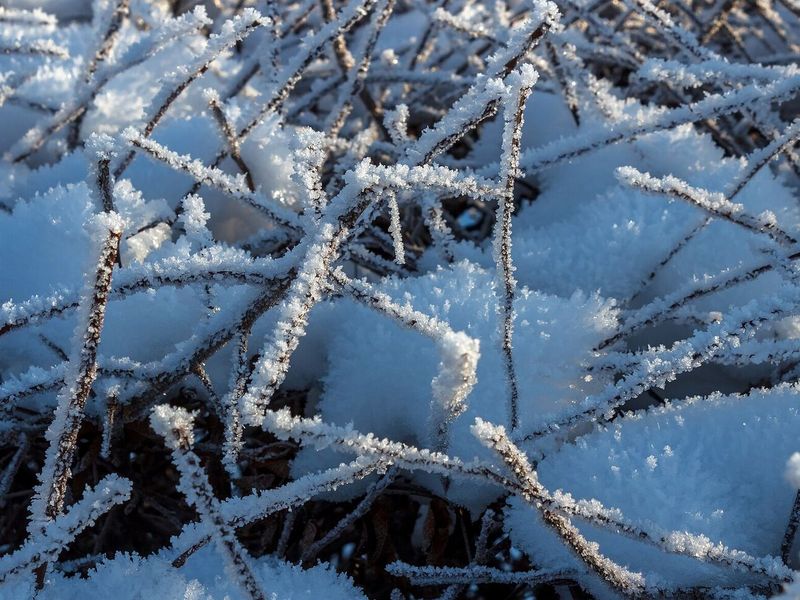 Takjes van een haag bedekt met rijp en sneeuw