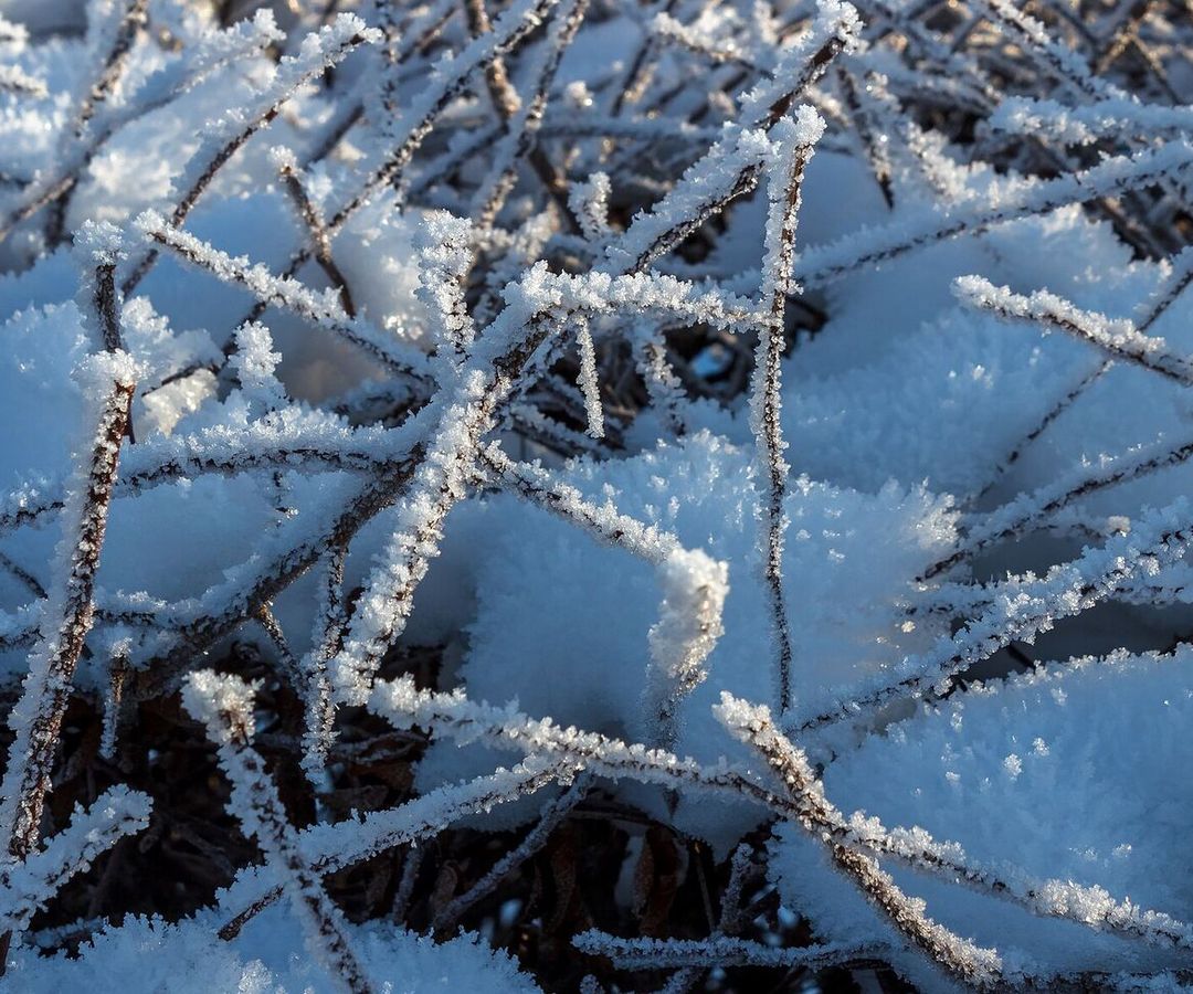 Takjes van een haag bedekt met rijp en sneeuw