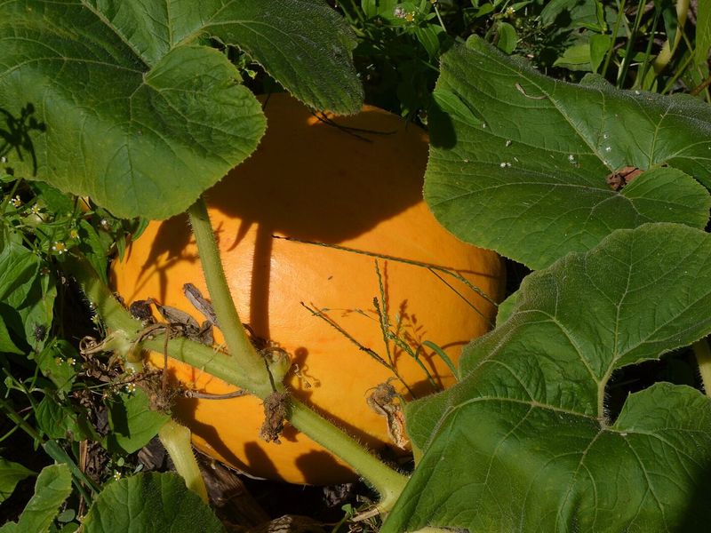 Oranje pompoen tussen de grote bladeren van de pompoenplant