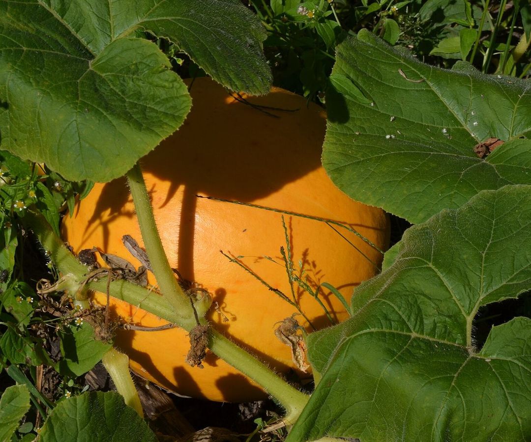 Oranje pompoen tussen de grote bladeren van de pompoenplant