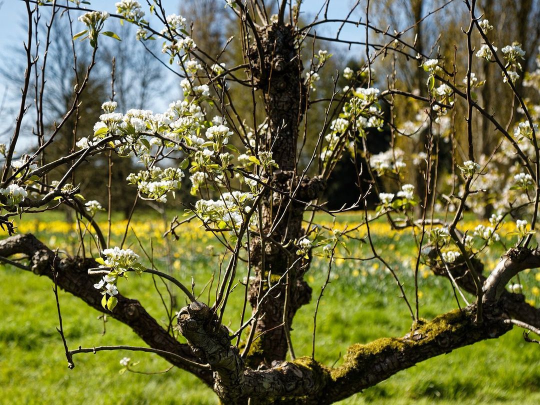 Perenboom in witte bloei in een tuin, met gele narcissen in het gras