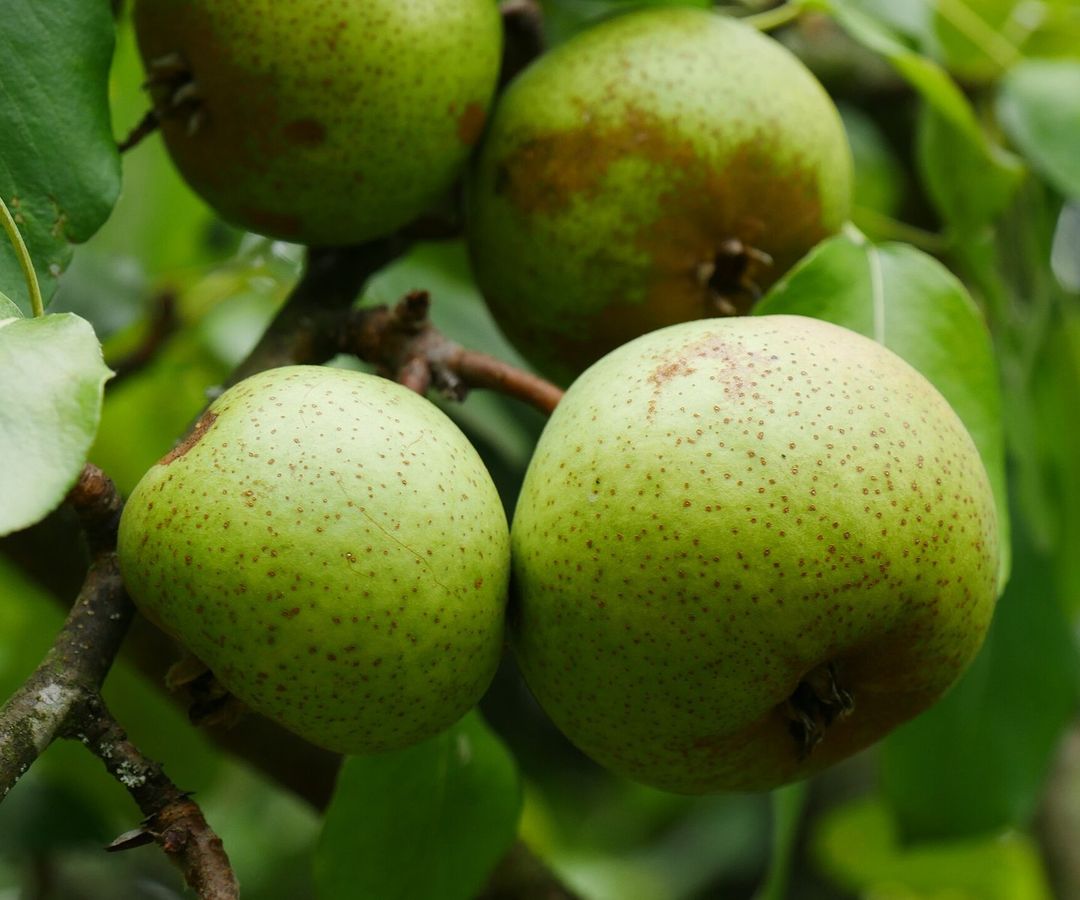 Groene, bruin gespikkelde peren tussen het blad aan een perenboom
