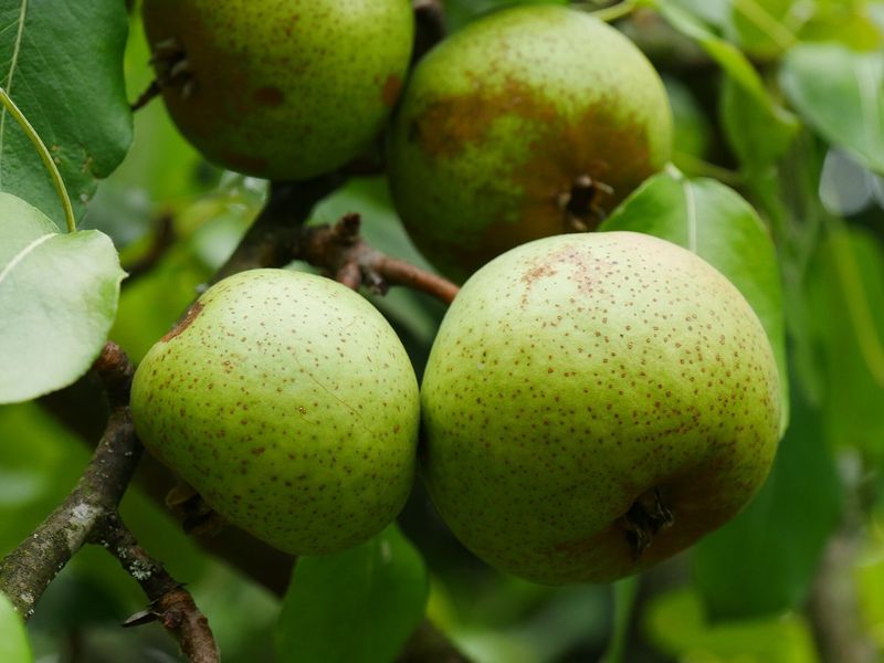 Groene, bruin gespikkelde peren tussen het blad aan een perenboom