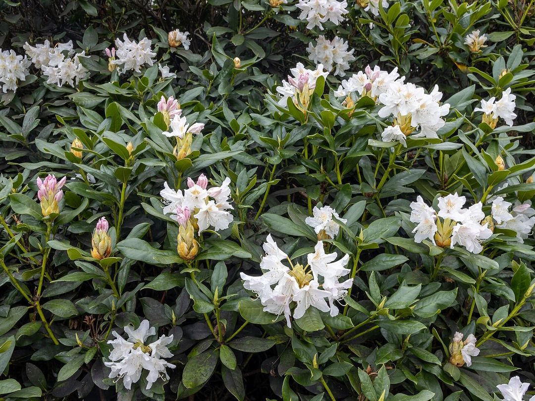 Rododendron met witte bloemen en roze knoppen boven donkergroen blad