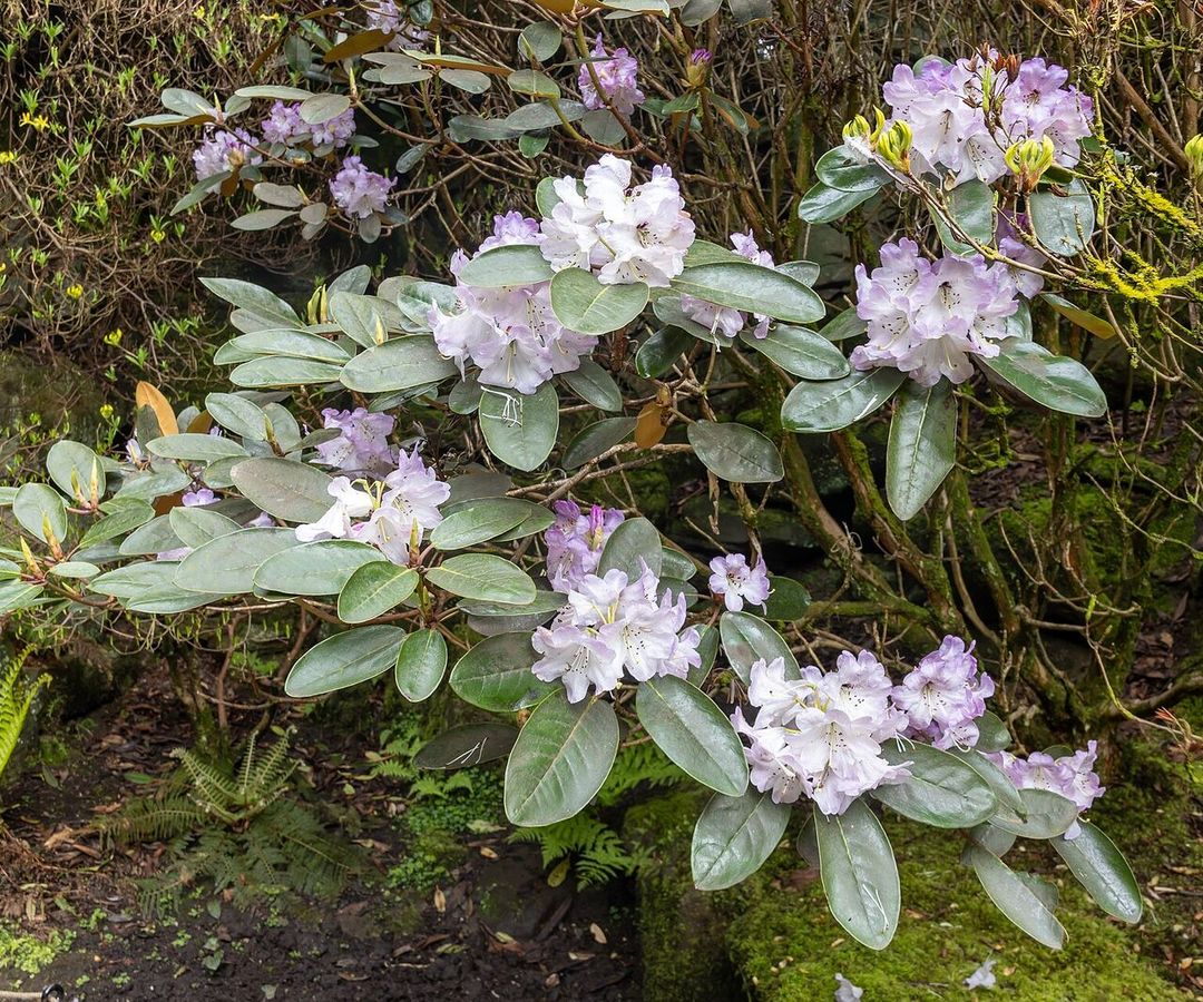 Rododendronstruik met lila-witte bloemtrossen tussen het leerachtige blad