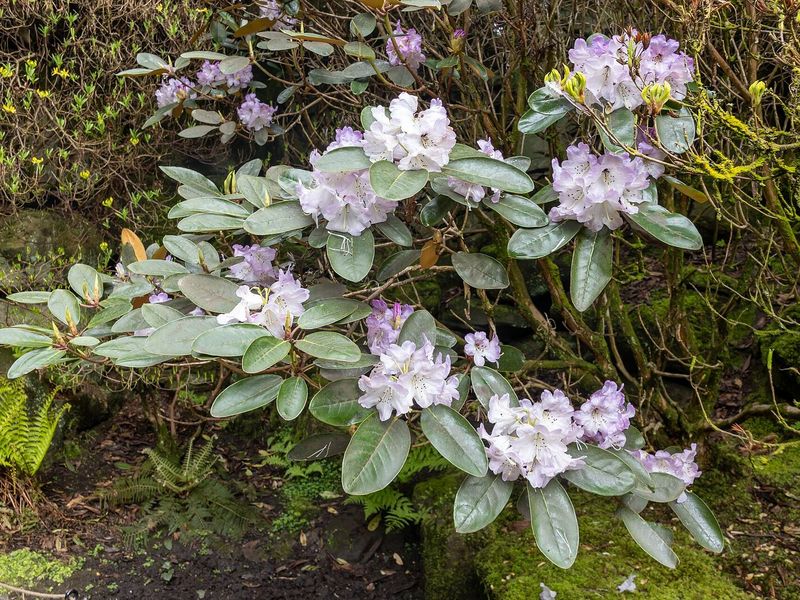 Rododendronstruik met lila-witte bloemtrossen tussen het leerachtige blad