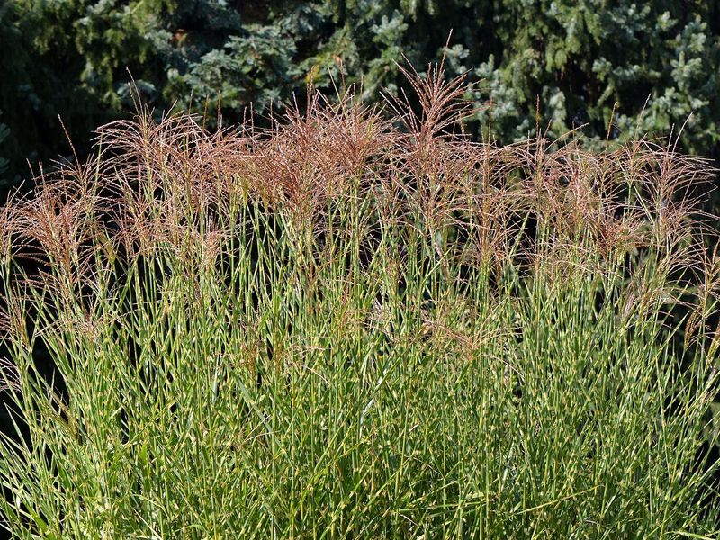 Pol prachtriet met roodbruine pluimen boven de gestreepte sprieten