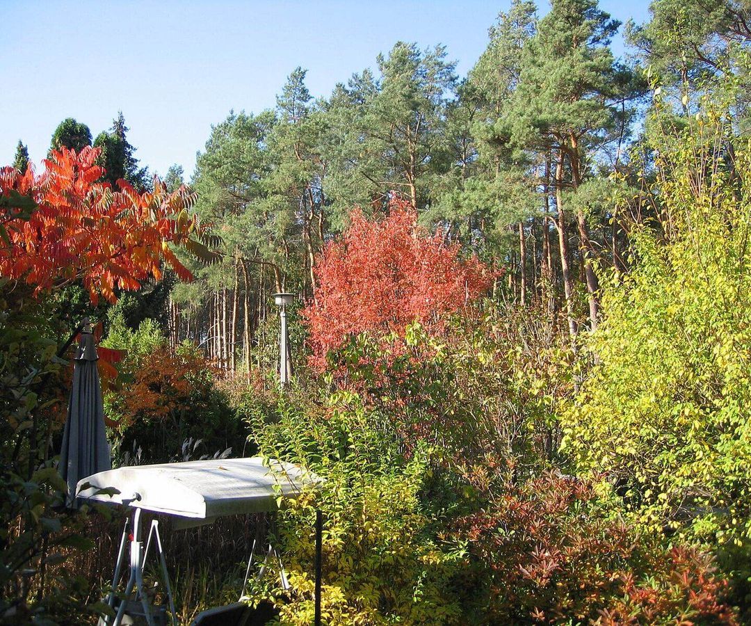 Tuin in de herfst met oranje en gele struiken voor een rij dennen