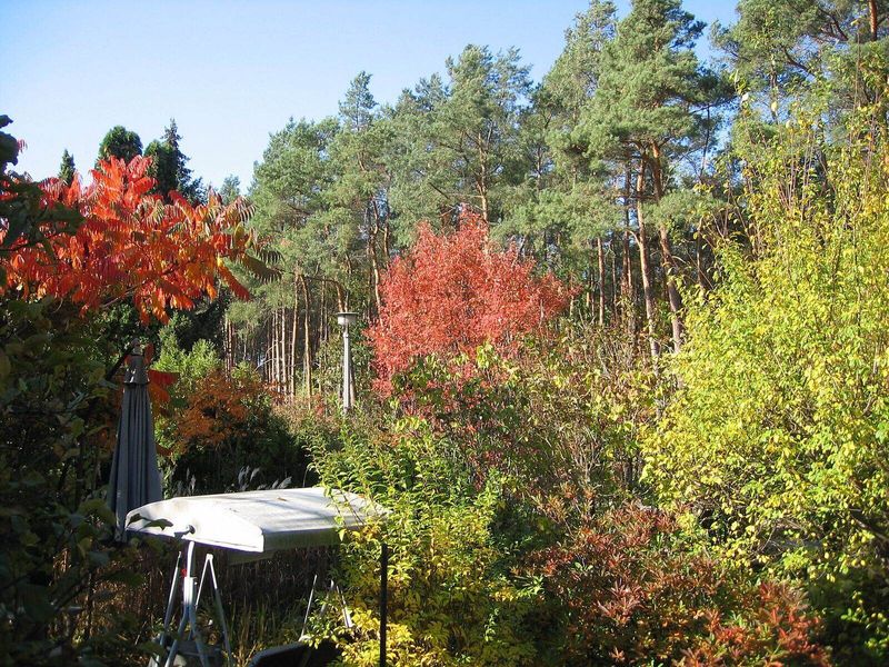 Tuin in de herfst met oranje en gele struiken voor een rij dennen